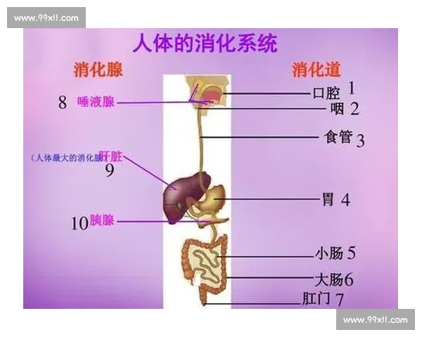 科学系统提升运动能力的体育训练方法与实用指导全解析 科学系统提升运动能力的体育训练方法与实用指导全解析